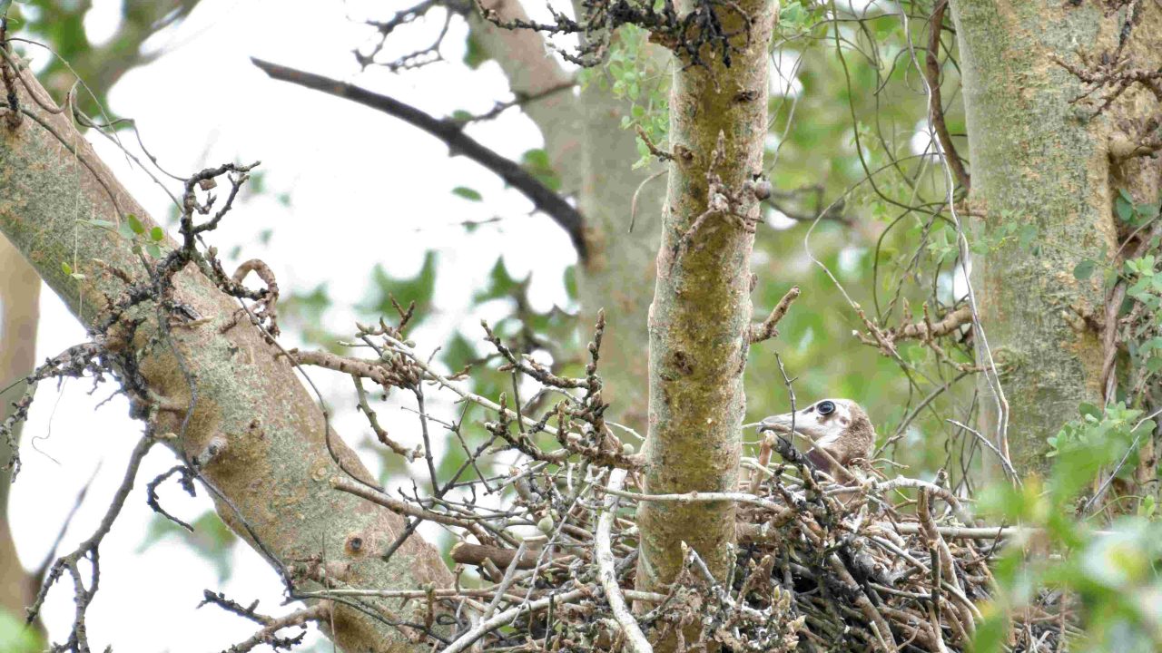 First Hooded Vulture Nest Found in KZN