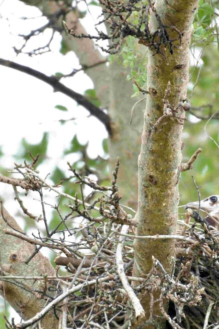 First Hooded Vulture Nest Found in KZN