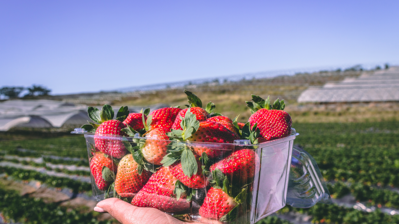 A sweet, strawberry escape