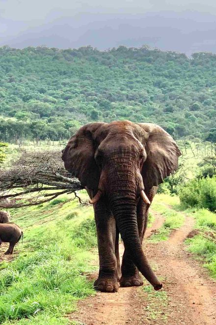 Exceeding All Expectations: The Thanda Safari Experience