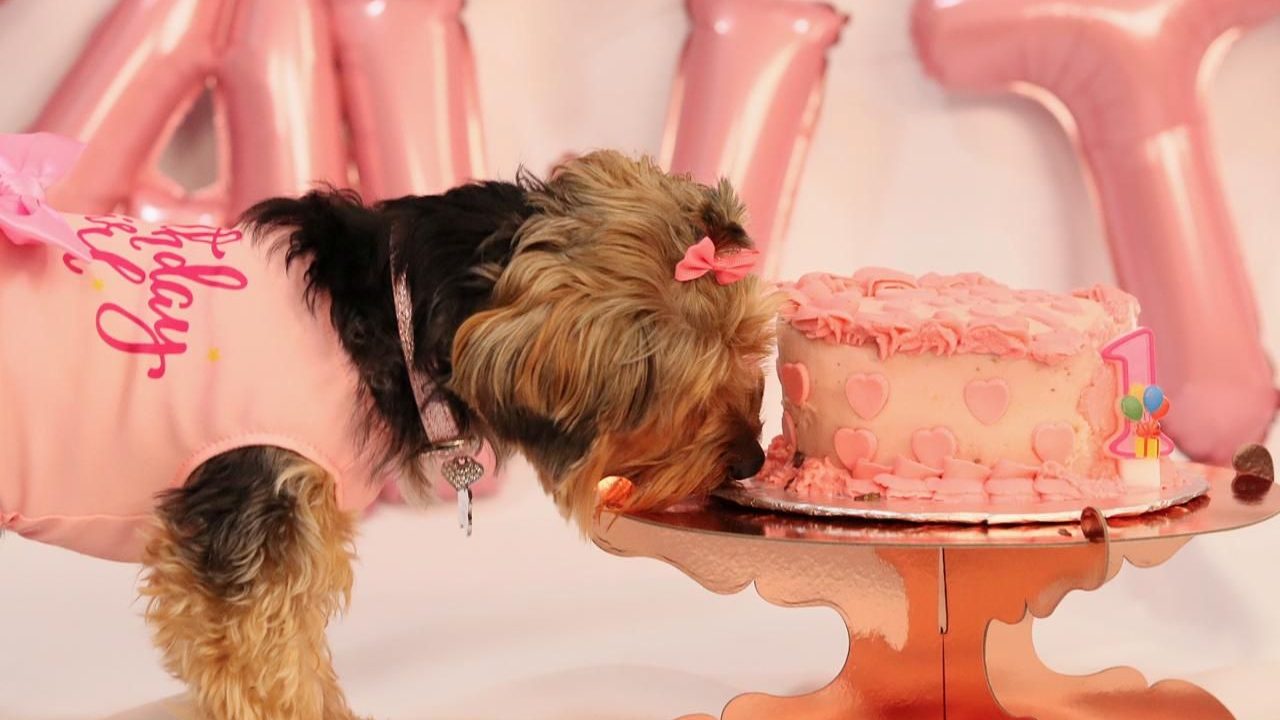 Celebrating Our Furry Companions