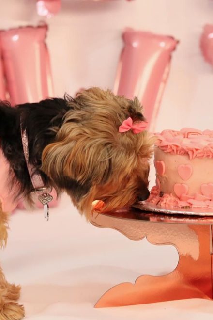 Celebrating Our Furry Companions